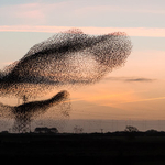Starlings