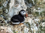 Puffin