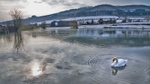 Winter 7 Swan Lake on Ice_6995