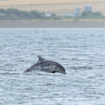 Bottlenose Dolphin breaching, Chanonry Point, Scotland