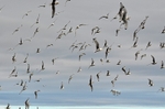 Kittiwakes