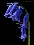 Bluebell (01)