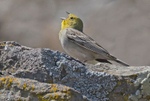Cinereous Bunting.