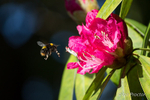 Busy Bee