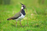 Lapwing