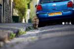 Urban fox in a Bristol street