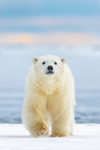 Curious Cub