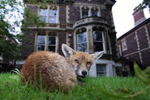 Bristol Urban fox resting in a garden_02123
