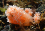Aplidium ocellatum