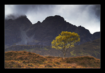 The Wee Tree