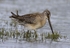 Long Billed Dowitcher
