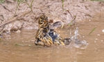 Meadow Pipit Bathing
