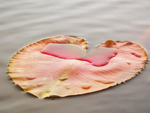 Lily Pad #2--Rankin River System