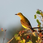 Eurasian Golden Oriole (Oriolus oriolus) imm