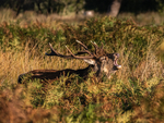 Red Deer