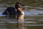 Great Crested Grebe chicks(Humbugs)