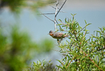 Eastern Subalpine Warbler
