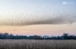 Starling Murmurations, Avalon Marshes_GS1131