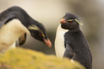 Rockhopper Penguin watches another pass nearby, Saunders Island