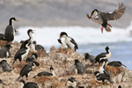 Imperial Shag portfolio