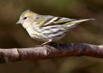 Siskin