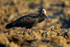 Bald Ibis
