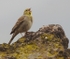 Cinereous Bunting