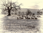 Bleak Mid Winter.