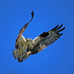 Fishy Flight
