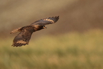 Striated Caracara flying, upper wings showing, Steeple Jason