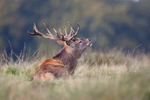 Red Deer - Cervus elaphus
