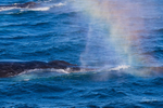 Humpback Rainbow Blows 2 0A3A6217