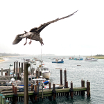 chatham gull [color]
