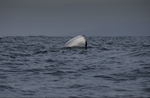 Spyhopping Fin Whale, Pico Island, Azores