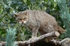 Scottish Wildcat