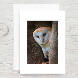 Barn Owl