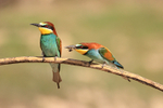 European Bee-eater offers bee to another, Montgai, Spain