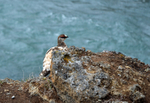 Ptarmigan