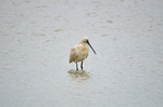 Spoonbill