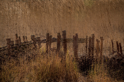 Reed fence