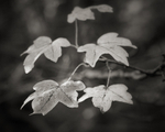 Autumn Leaves in Black and White