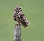 Short Eared Owl