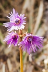Snow Bells - Soldanella alpina