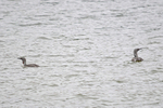 Red-throated Divers