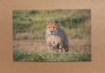 020 Cheetah Stalking