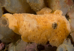 Archidoris pseudoargus