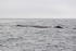 Surface profile of Sperm Whale, Kaikoura, New Zealand