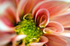 Flower - 1073