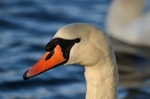 Mute Swan
