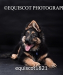 equiscot1821
